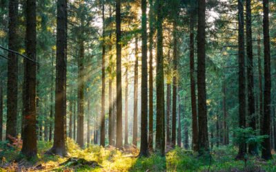 Trauma Healing Resources